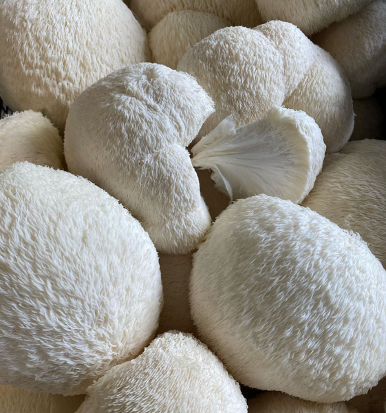 Fresh Mushroom Flats Bridgetown Mushrooms
