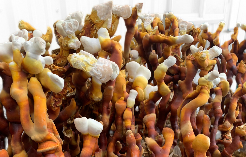 How to Grow & Harvest Reishi