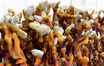 How to Grow & Harvest Reishi