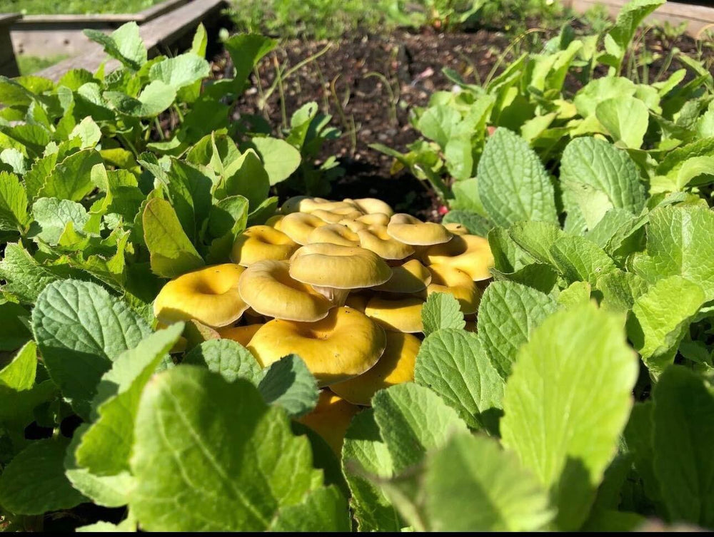4 Remarkable Ways Oyster Mushrooms Benefit Your Garden