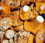5 Delicious Lobster Mushroom Recipes