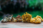 How to Use Dried Mushrooms