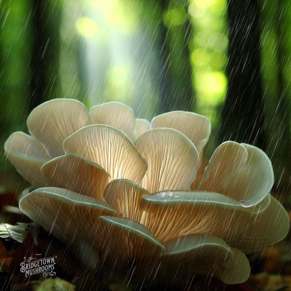 Mushrooms Make it Rain