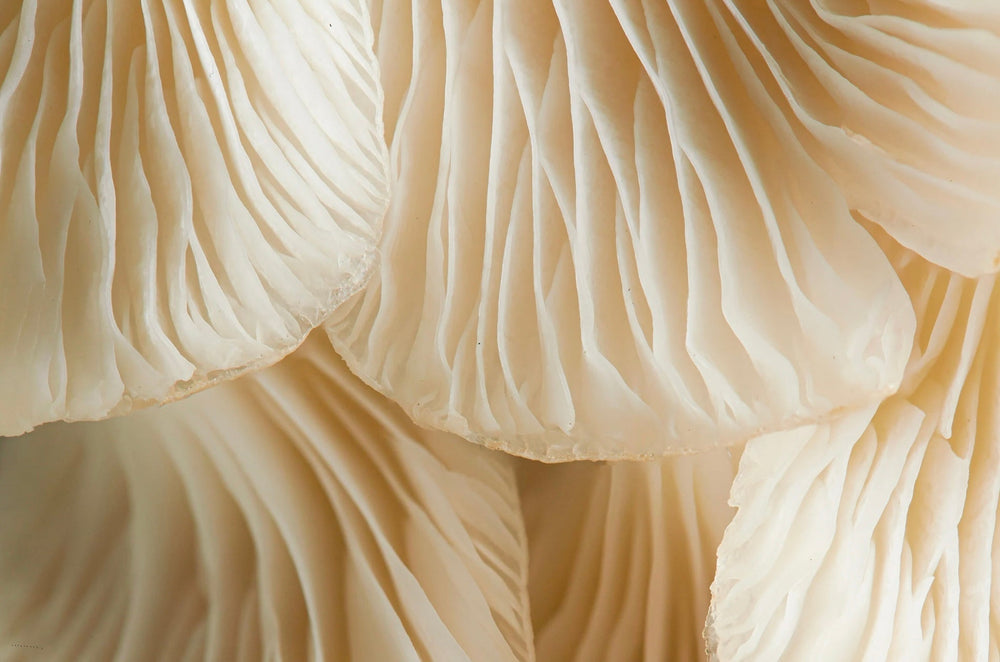 How To Freeze Mushrooms