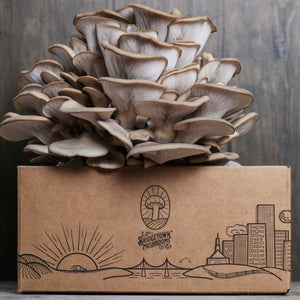 Mushroom Grow Kits