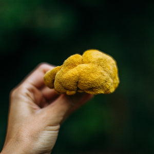 Dried Lions Mane Mushrooms