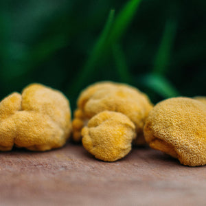 Dried Lions Mane Mushrooms