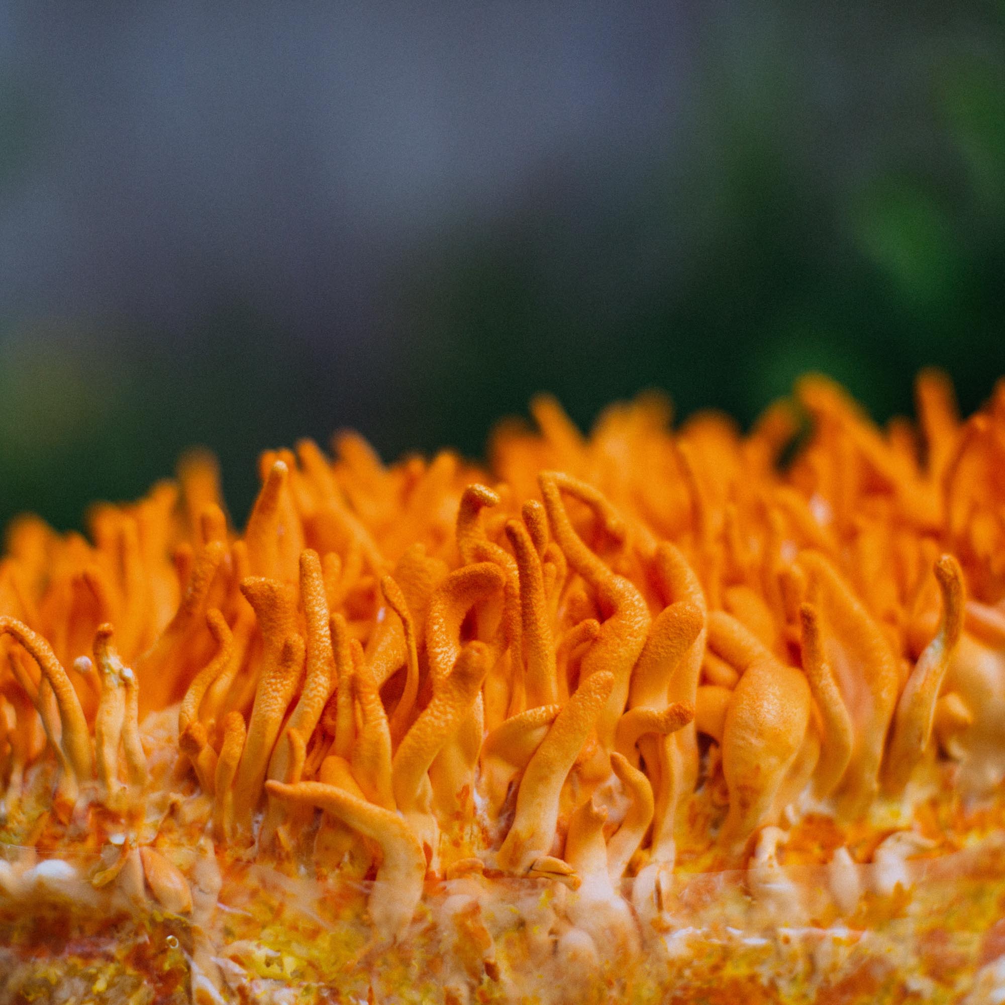 Dried Cordyceps Mushrooms Bridgetown Mushrooms