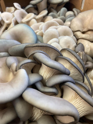Fresh Mushroom Flats